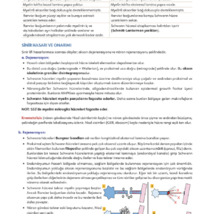 Infodus Histoloji-Embriyoloji - Görsel 3