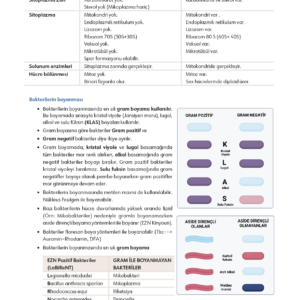Infodus Mikrobiyoloji - Görsel 3