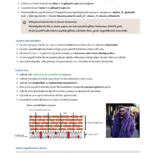 Infodus Mikrobiyoloji - Görsel 4
