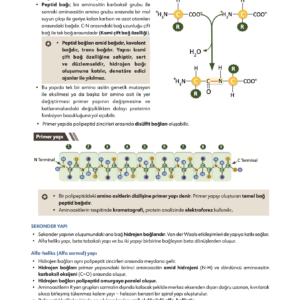 Infodus Biyokimya&Tıbbi Biyoloji ve Genetik - Görsel 4