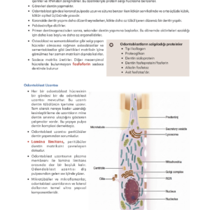 Infodus Endodonti - Görsel 3