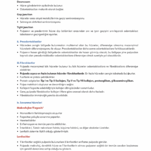Infodus Endodonti - Görsel 4