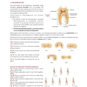 Infodus Endodonti - Görsel 3