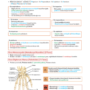 Infodus Anatomi - Görsel 4