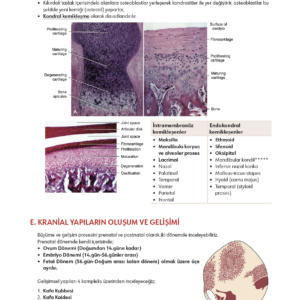 Infodus Ortodonti - Görsel 3