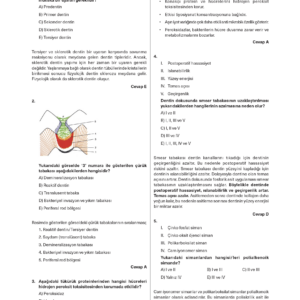 Restoratif Diş Tedavisi Branş Denemeleri - Görsel 4